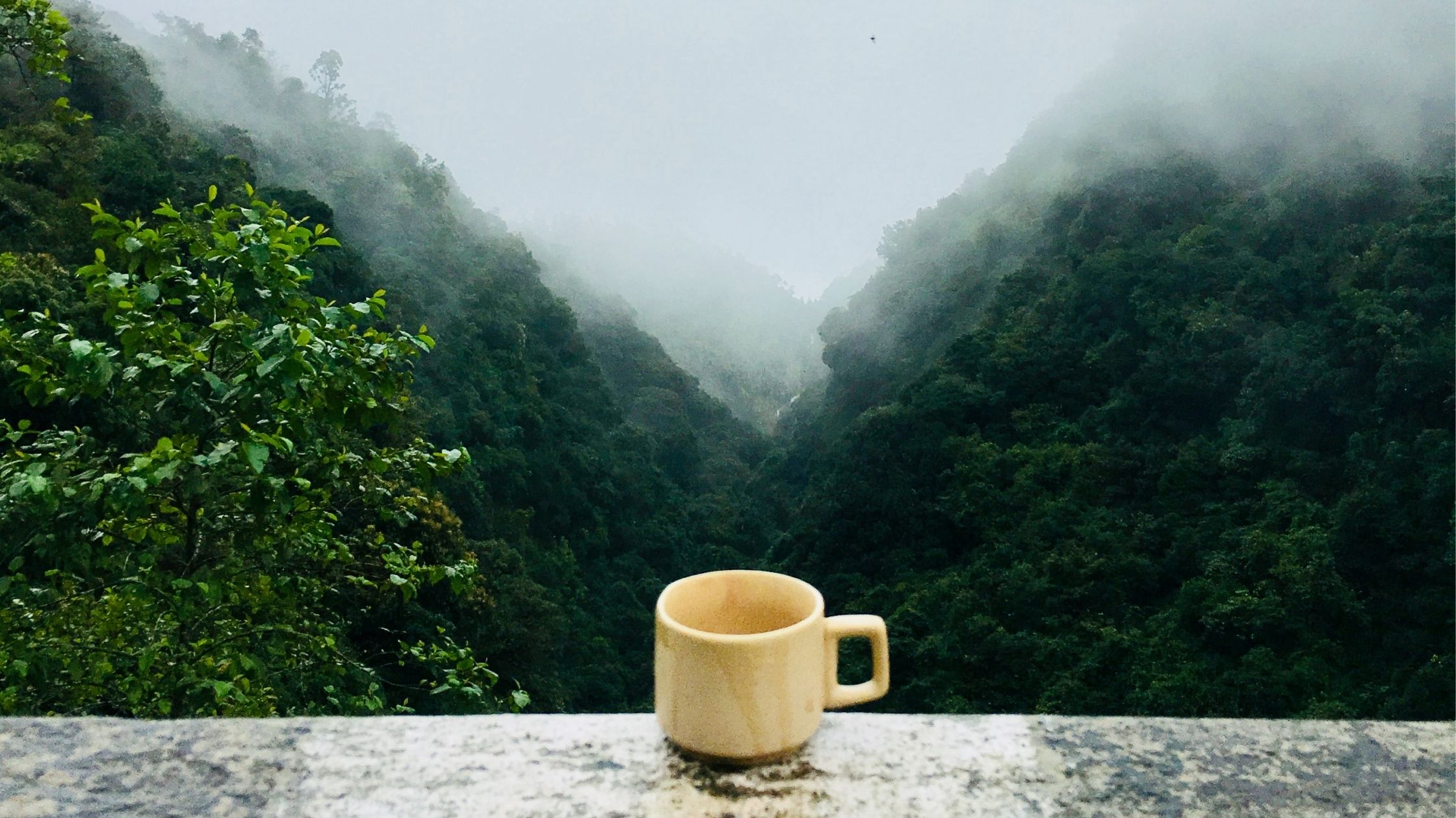 A picture of a coffee mug overlooking into the woods.